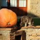 Welcome to the new site of the Sasso Farmhouse