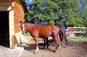 Our horses - Reiten in Toskana