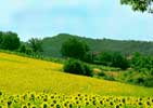 Farmhouse in Tuscany with swimming pool. Agriturismo in Valtiberina