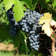 agriturismo-anghiari-tra-le-colline-toscane-Vigna-4