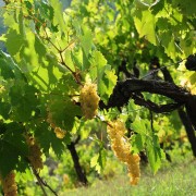 agriturismo-anghiari-tra-le-colline-toscane-Vigna-5