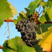 agriturismo-anghiari-tra-le-colline-toscane-Vigna-7