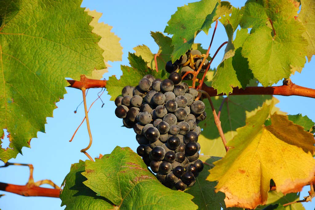 agriturismo-anghiari-tra-le-colline-toscane-Vigna-7