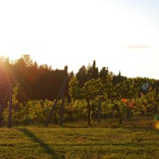 agriturismo-anghiari-tra-le-colline-toscane-Vigna-8