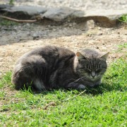 agriturismo-con-animali-in-toscana-2