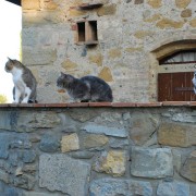 agriturismo-con-animali-in-toscana-4