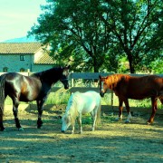 agriturismo-con-cavalli-in-toscana-4