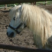 Mostra Cavallo Città di Castello