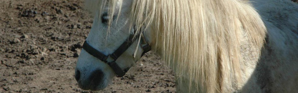 Mostra Cavallo Città di Castello