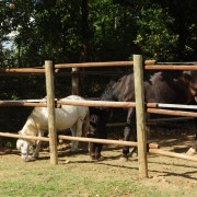 agriturismo-toscano-con-cavalli