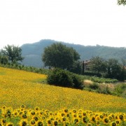 vacanze-in-valtiberina-toscana-campi-girasoli