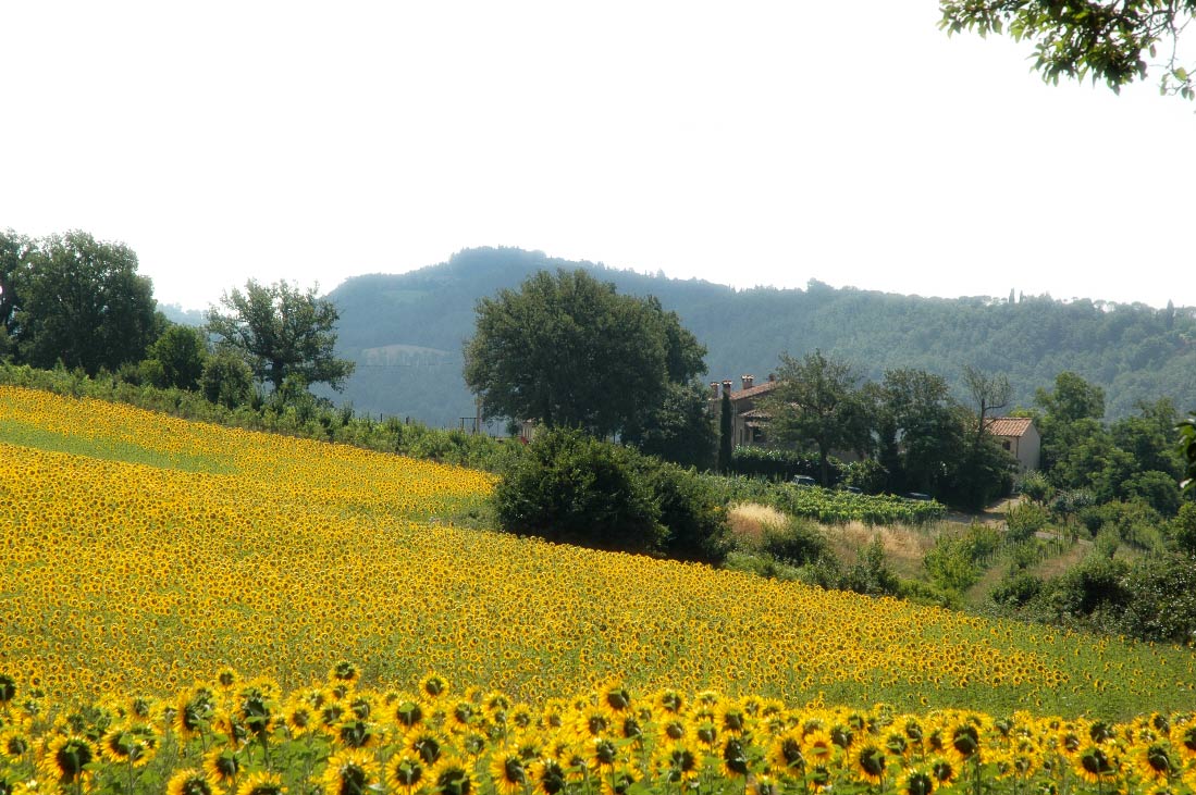 vacanze-in-valtiberina-toscana-campi-girasoli