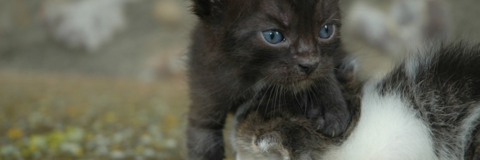Gattini (33)
