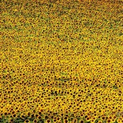 girasoli