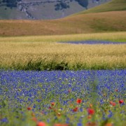 norcia8