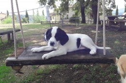 Animali del Sasso